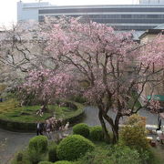 桜の名所