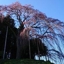 少し花が咲いていた