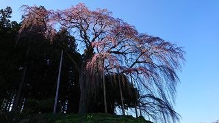 南向きの枝だけ花が咲いていた