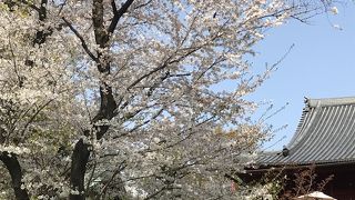 都内桜の名所