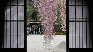 枝垂れ桜が見たくて行きました。