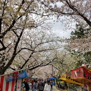 見事な桜並木の緑道