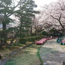 寺の桜並木