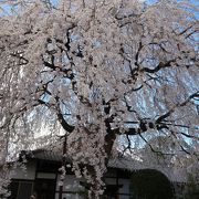 一本の枝垂れ桜が圧巻