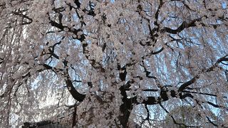 一本の枝垂れ桜が圧巻