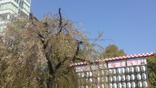 上野恩賜公園は桜の名所