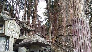 日光杉のシンボル