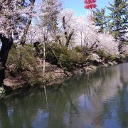 終わり間近のお堀の桜