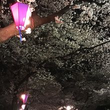 夜桜です。