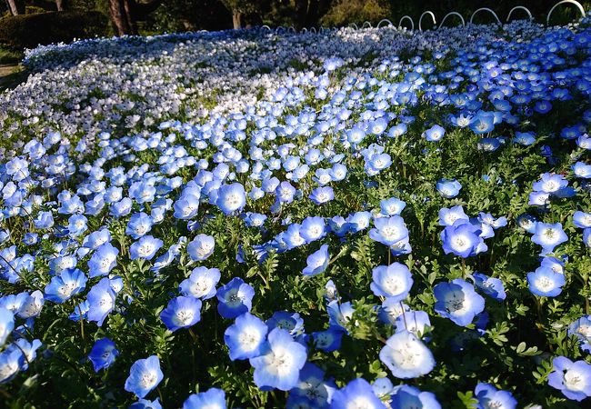 4月13日 ネモフィラや遅咲きの桜が満開でした