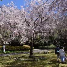 桜満開のとき、行ってみた