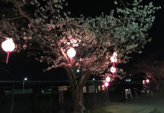 満開なら桜のトンネルも楽しめますが・・・