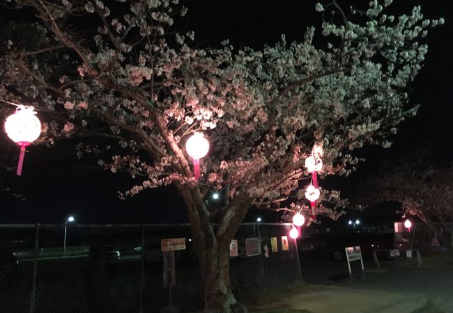 名張桜まつり