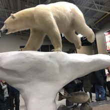 横から見たシロクマ君