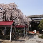 低く枝を広げる桜