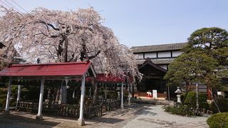 低く枝を広げる桜