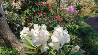 4月は桜やシャクナゲにチューリップ