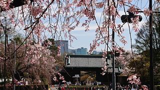 竹橋から千鳥ヶ淵まで