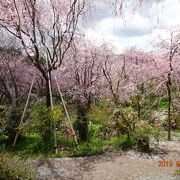 原谷苑　桜の園