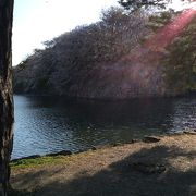 彦根城の桜を堪能して来ました。