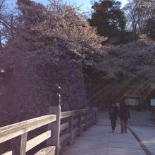 桜はただいま花吹雪