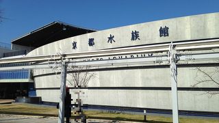 オオサンショウウオ推し