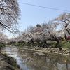 五条川堤の桜