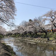 五条川の桜