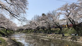 五条川堤の桜