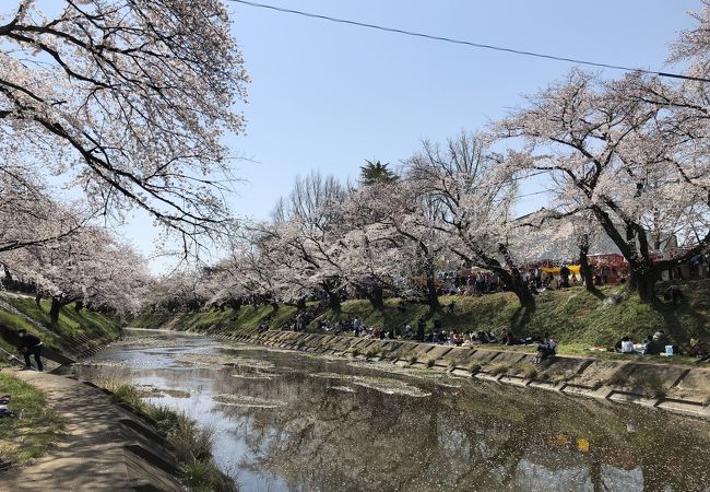 東海地区有数の桜並木