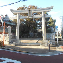 入口前から石鳥居越に見上げる大ケヤキの木