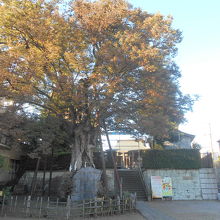 境内から見上げる大ケヤキの木