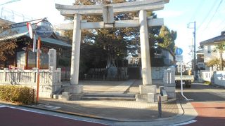 国の天然記念物の大ケヤキは立派