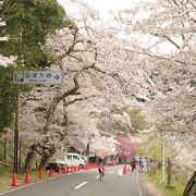 琵琶湖沿いに桜が続く絶景