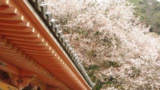 海津大崎に桜を見に行ったらこちらも。