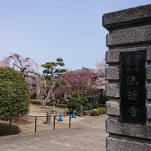 桜が咲いていた