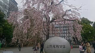 都内随一の花見公園
