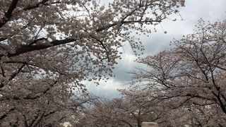 桜がすごい！！