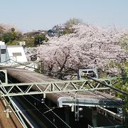 桜の季節は素敵です。