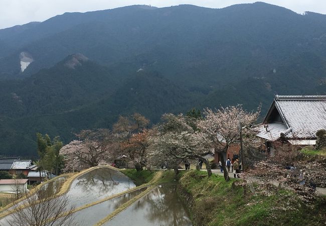 天気が良くて満開の桜だったら絶景のはず・・・