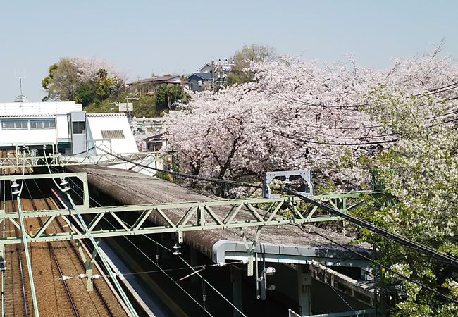 桜の季節は素敵です。