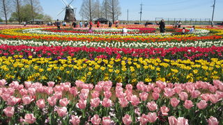 チューリップ畑は一見の価値があります