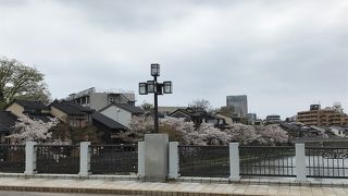 浅野川沿いの桜