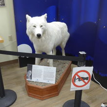 ホワイトウルフも展示されています