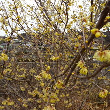 駐車場に咲くロウバイの花