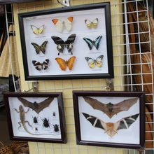 蝶や蝙蝠の標本も売られています。