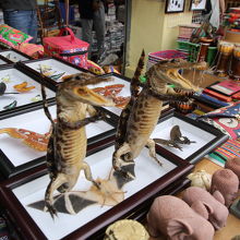 クロコダイルの剥製もあります。