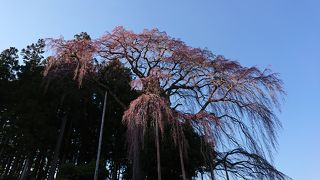 満開になったらきれいそうでした