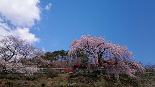 春は桜がきれいでした