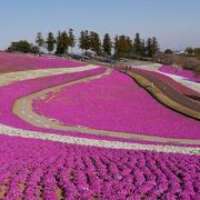 芝桜を中心に春の風景を楽しむ公園